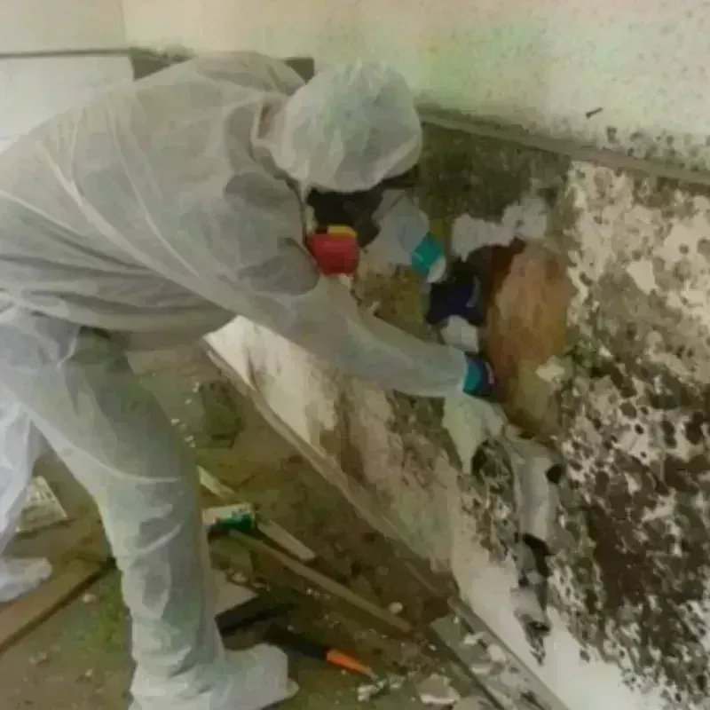 Mold Remediation and Removal in Bailey County, TX